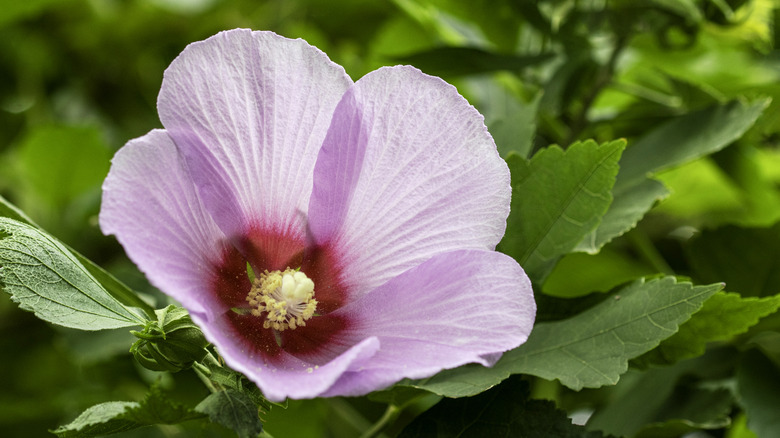 Bataklık gülü çiçeği, açık pembe yapraklarına kanamaya sahip kırmızımsı bir merkeze sahip.