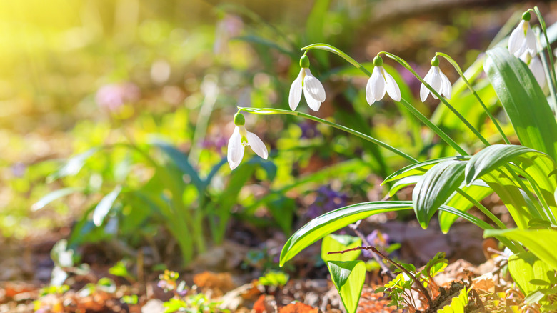 Erken ilkbaharda güneş ışığının altında çiçek açan yaygın kar -narin.