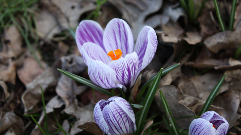 Çimdeki ölü yapraklar arasında çiçek açan beyaz ve mor ormanlık bir çiğnence çiçeği.