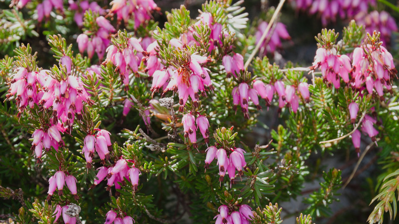 Kış sağlık bitkisinde yoğun bir pembe urn şekilli çiçek çalı.