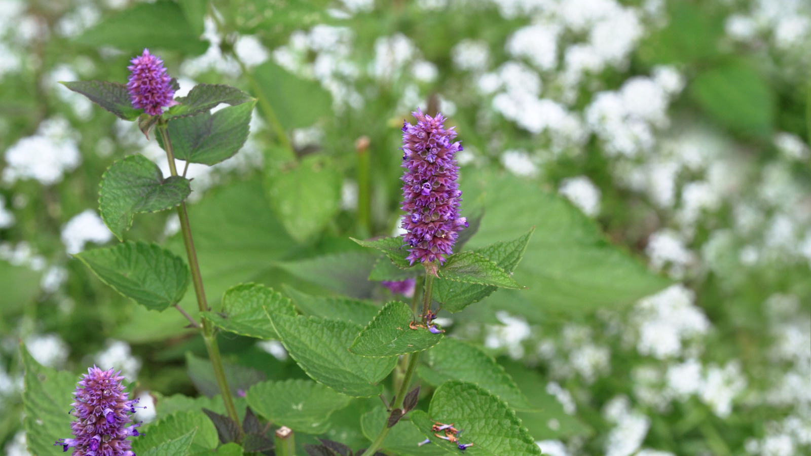 Anason Hyssop ile bahçede güzel eşleşen 17 refakatçi bitkisi