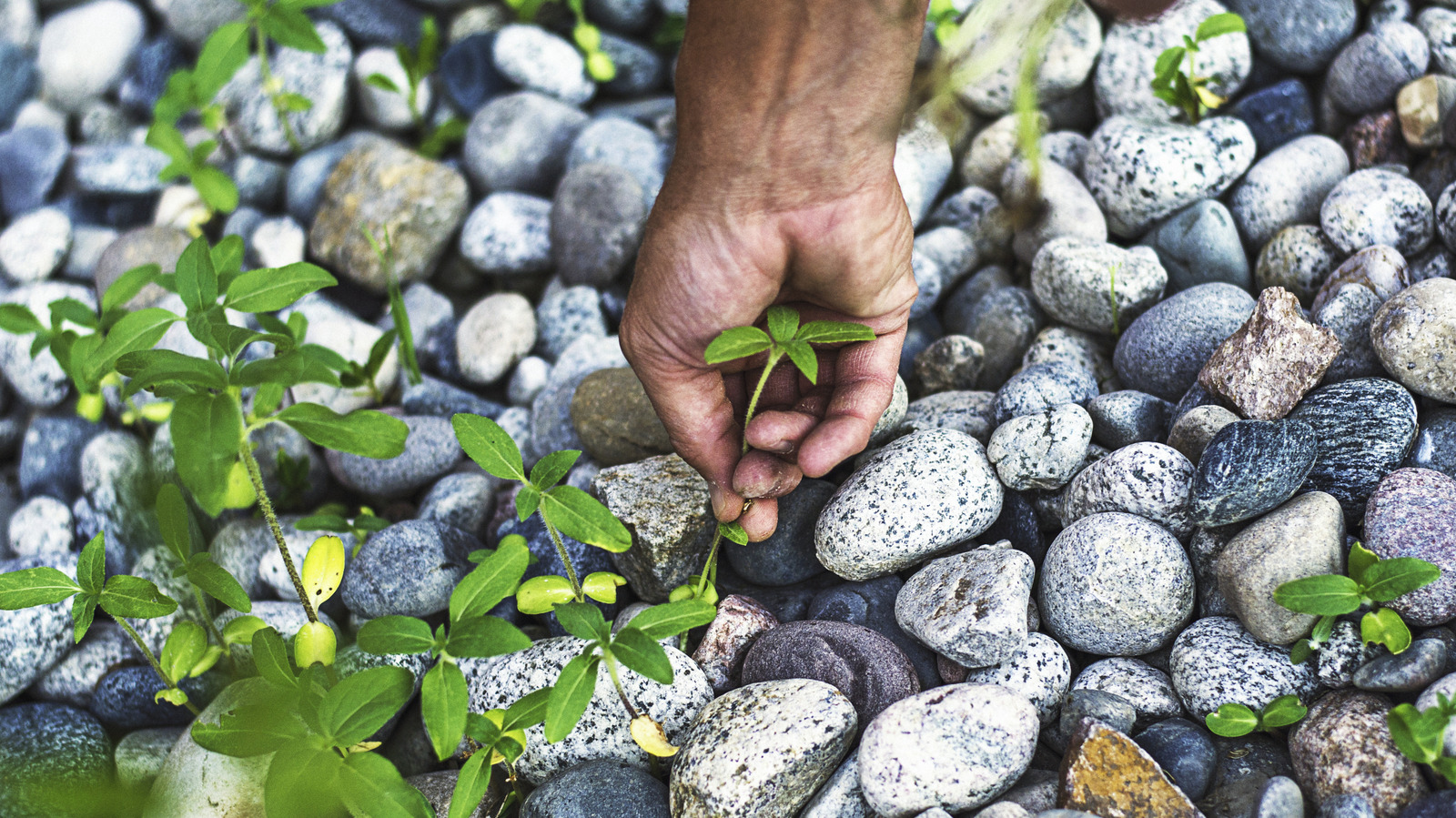 Çakılınızın altına ıslak karton bırakmamalısınız. İşte nedeni