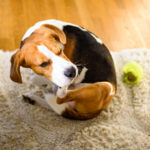 İstenmeyen bir istilayı yönetmenize yardımcı olabilecek basit DIY pire tuzağı