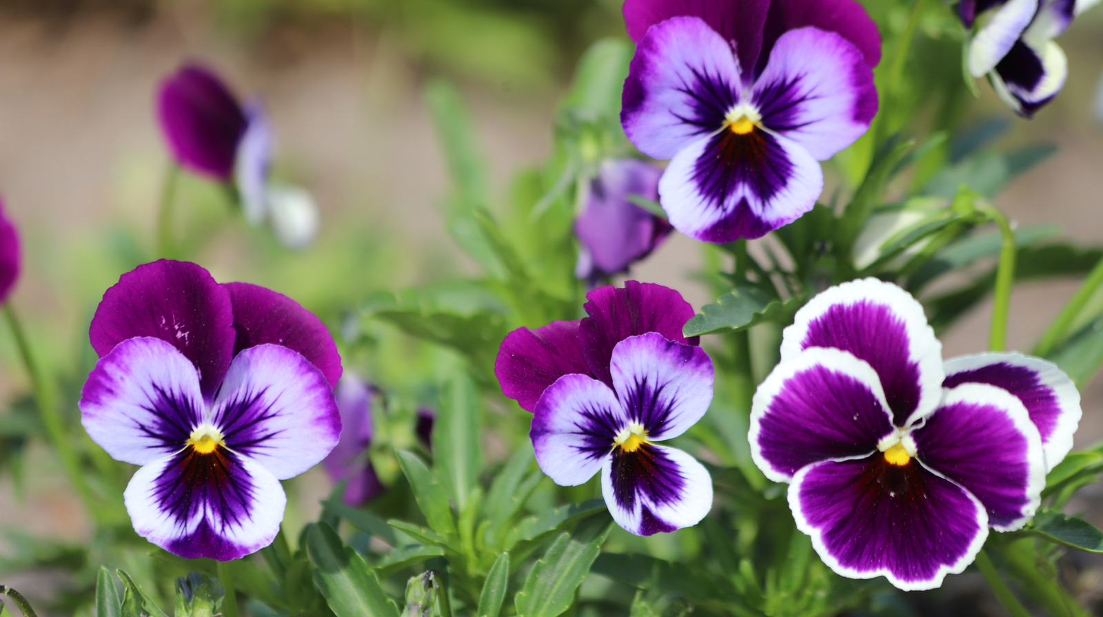 Deadhead Viola Flowers'ın en iyi yolu çok hızlı ve kolay