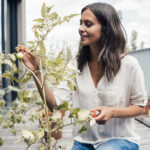 Domates bitkilerinizin çiçeklenmeye başladığında gelişmesine nasıl yardımcı olursunuz?