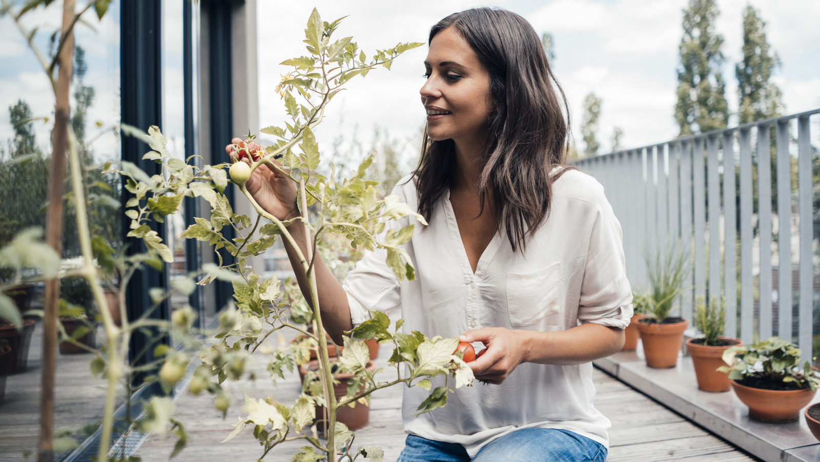 Domates bitkilerinizin çiçeklenmeye başladığında gelişmesine nasıl yardımcı olursunuz?