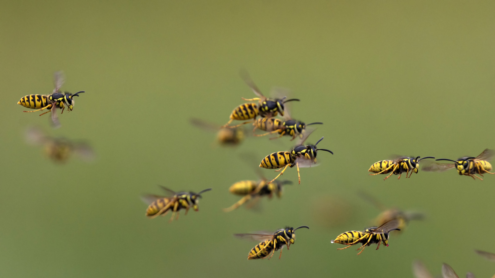 Doğal bir yaban arısı kovucu için tatlı bir koku ile bu güzel bitkiyi büyüt