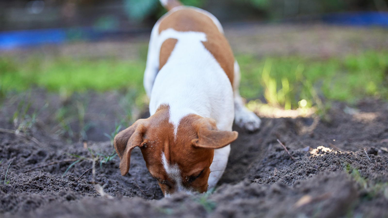 Kemik yemeği gübre kullanmanın en büyük dezavantajı insanlar asla konuşmuyor