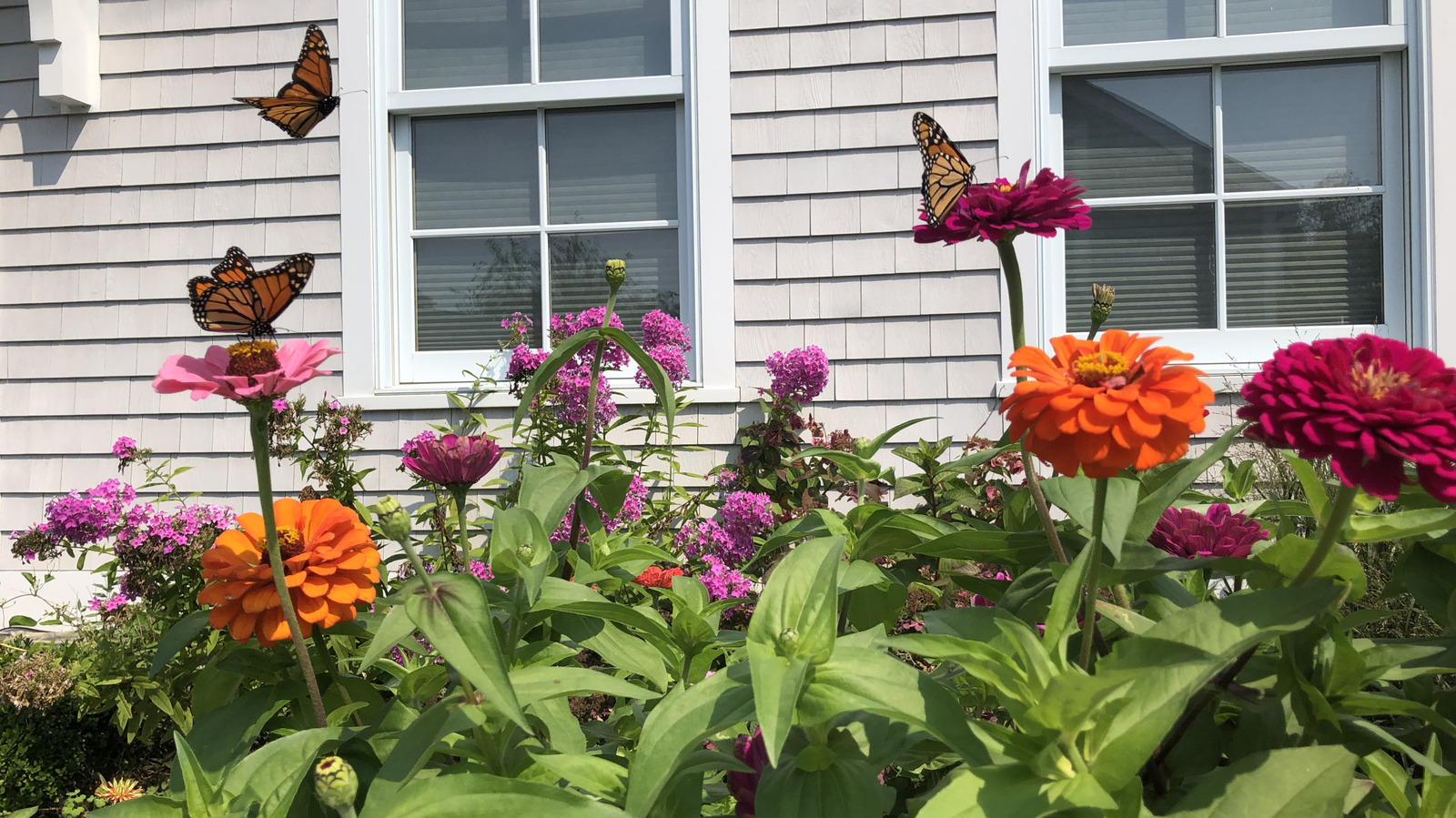Güz boyunca bahçenizi tozlayıcılarla dolu tutacak 12 yaz sonu bitkisi