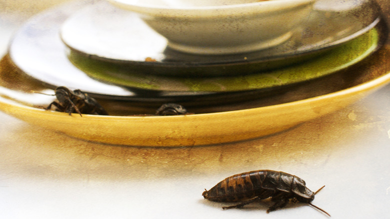 Bir yığın kirli yemekler üzerinde hamamböceği