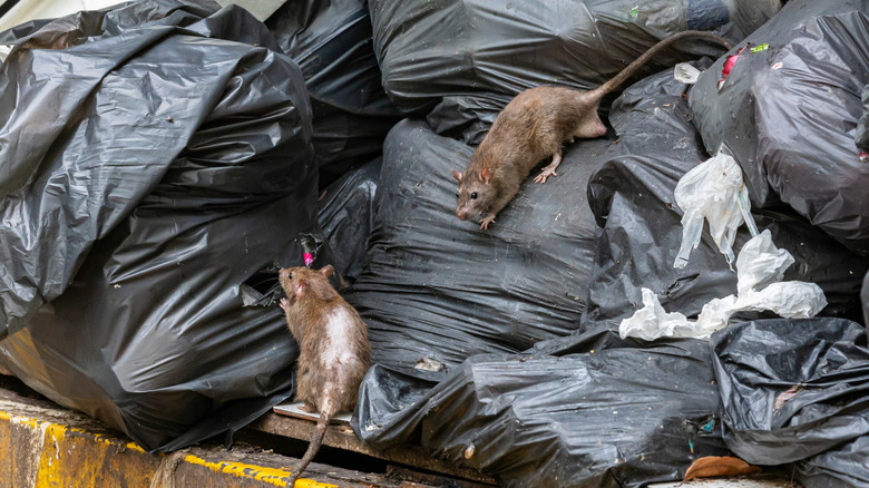 Çöp yığınlarına tırmanan sıçanlar