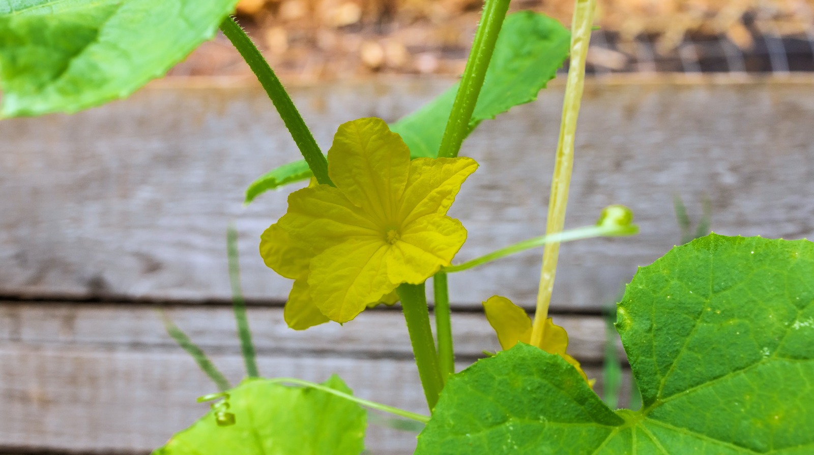 Salatalık bitkinizin sadece çiçeklenme ve üretmemesinin nedenleri (ve ne yapmalı)