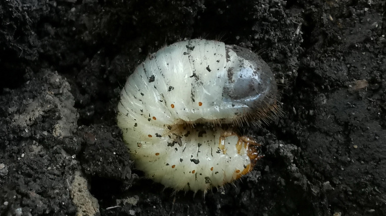 Toprakta Haziran Bug veya Haziran Beetle'ın beyaz grubu