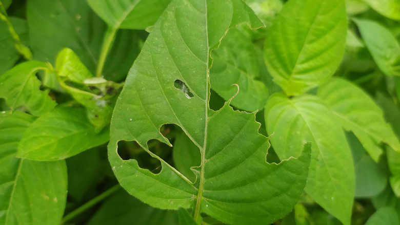 Yeşil Yaprak Closeup'da küçük düzensiz delik