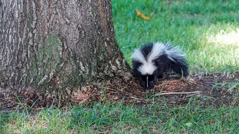 Bebek kokarca bir ağacın yakınındaki bir bahçede kazıyor