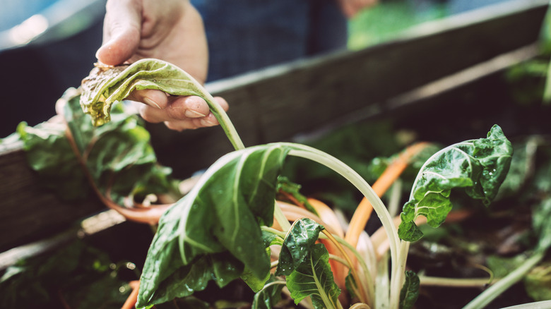 Bir sebzenin solmuş ve sararmış yaprakları tut
