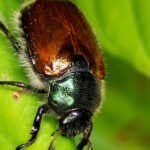 7 İşaret Haziran Böcekleri bitkilerinizi yok ediyor