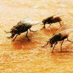 Kızılcık mutfak sineklerini önlemek için bir oyun değiştirici olan küçük cihaz