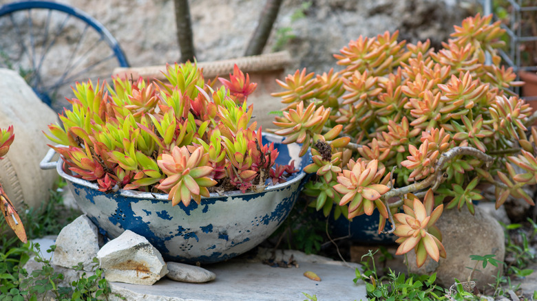 Kolanda ekilen sulu meyveler