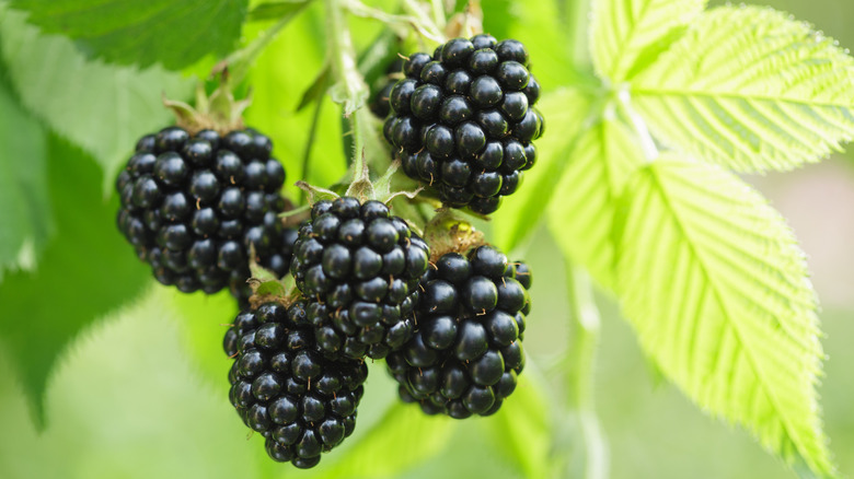 Bahçede olgun böğürtlen