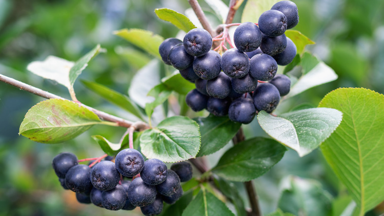 Bush'ta Aronia Berries