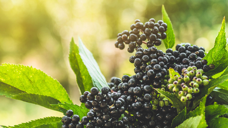 Bitki üzerinde olgun siyah mürver kümeleri