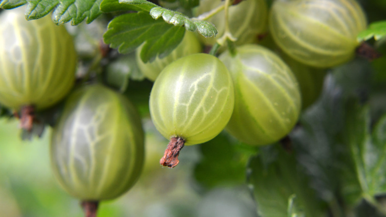 Çalı üzerinde yeşil bektaşi