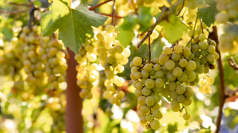 Grapevine'den asılı olgun, yeşil üzüm demetleri