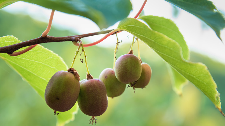 Hardy Kivi Meyveler Asılınca asılı