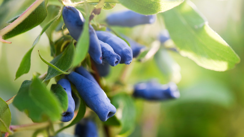 Bush'ta mavi ballıca