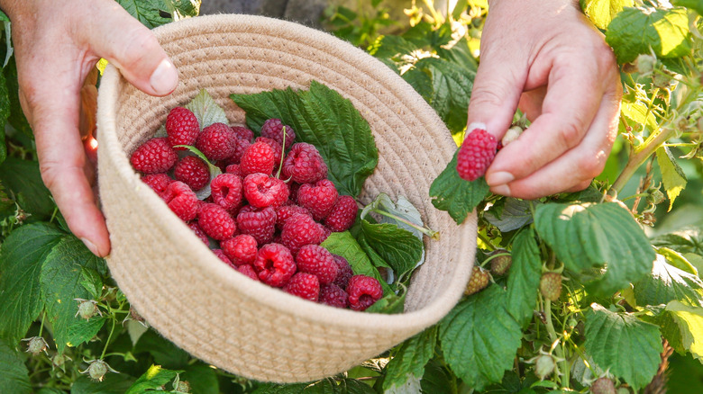 Taze kırmızı ahududu seçmek