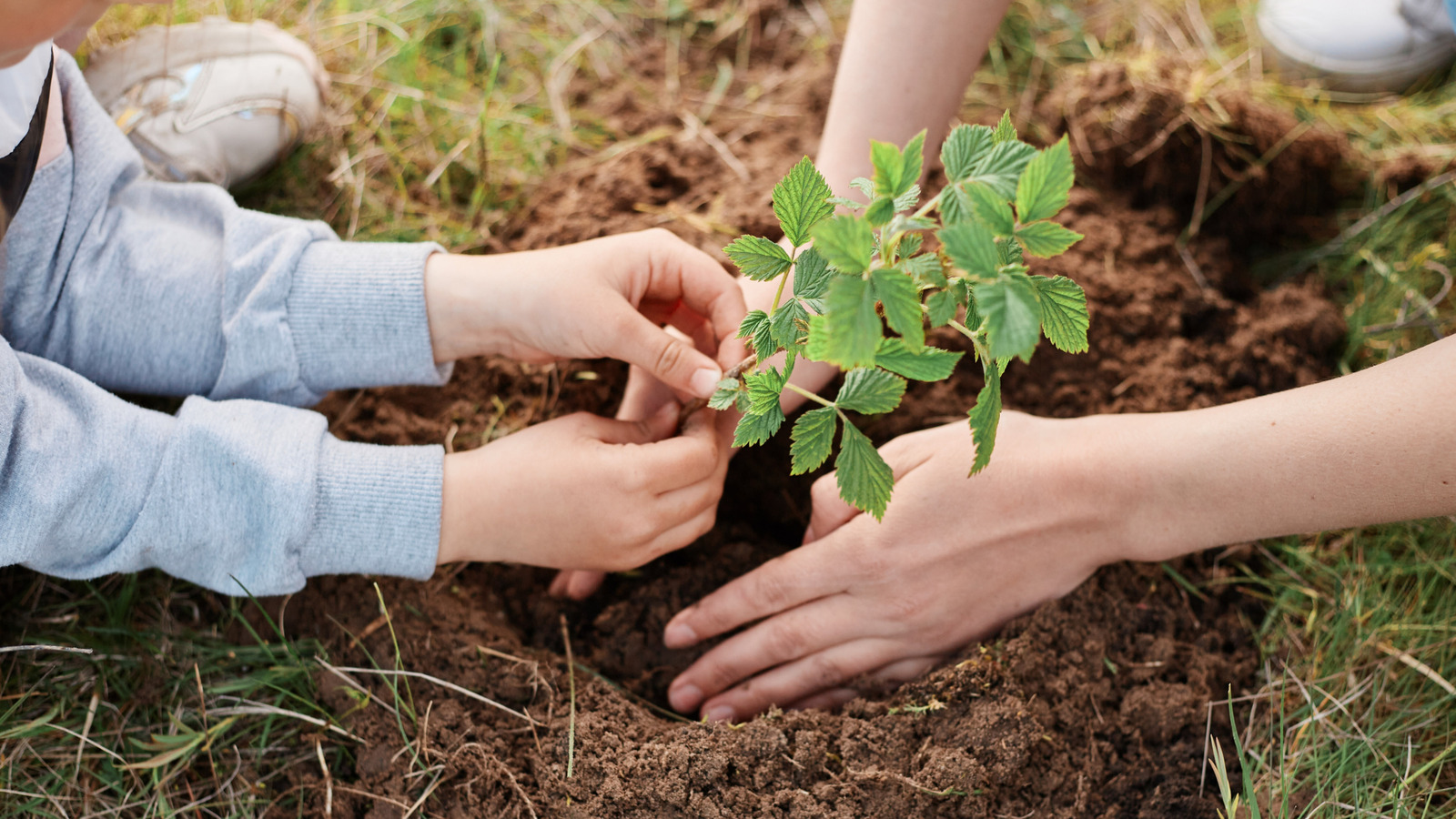 Bu 11 meyveyi bir kez dikin ve her yıl kendi başlarına bahçenize dönecekler