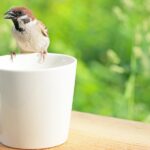 Eski, yontulmuş bir kahve kupasını kolay bir DIY ile en şirin kuş besleyicisine çevirin