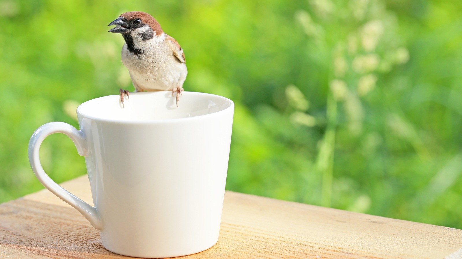 Eski, yontulmuş bir kahve kupasını kolay bir DIY ile en şirin kuş besleyicisine çevirin