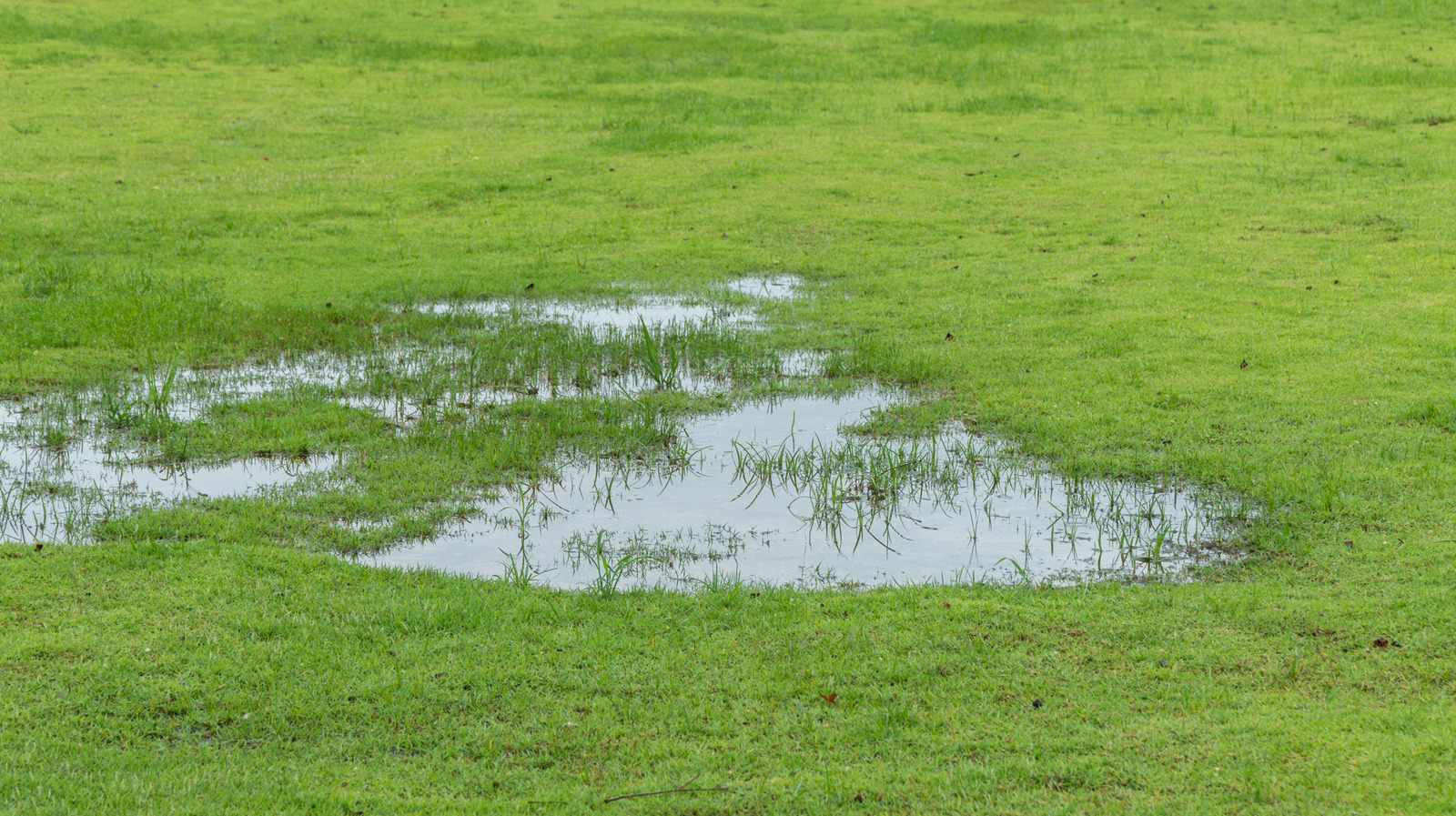 Bahçenizdeki su birikintileri size çimlerinizin durumu hakkında söyleyebilir