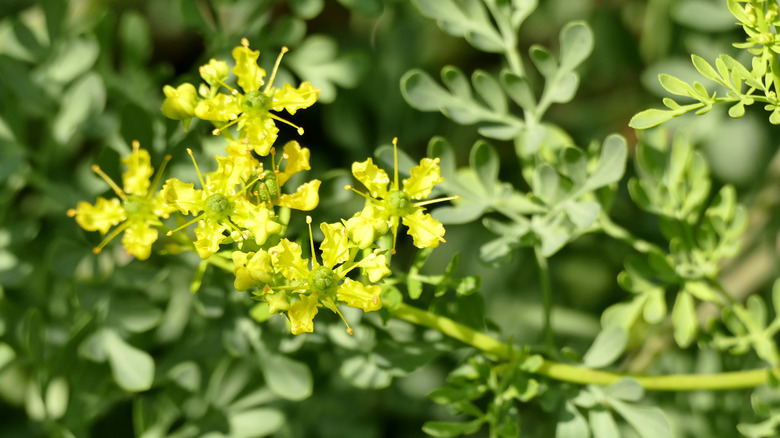 Ortak Rue uzun, tüylü saplarda sarı çiçek açar.