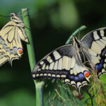 Kelebeklerin bahçenize gelmesini sağlayın Bir dayanıklı bitki ile tapıyorlar