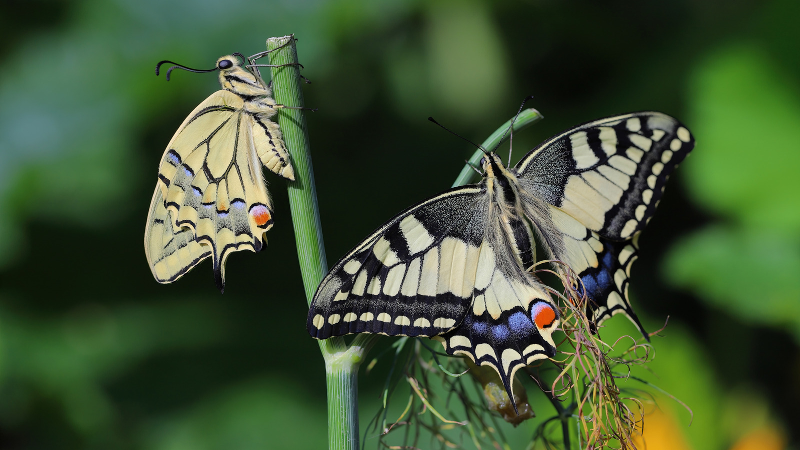 Kelebeklerin bahçenize gelmesini sağlayın Bir dayanıklı bitki ile tapıyorlar