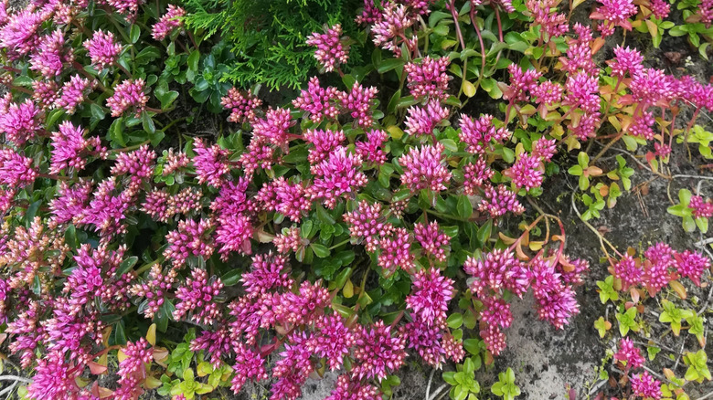 Yıldız şeklindeki pembe sedum ve