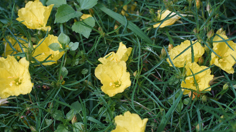 Calylophus drummondianus'un yakın görüntüsü