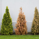 Ağacınızın yapraklarının en yaygın nedenleri kahverengi ve ölmek