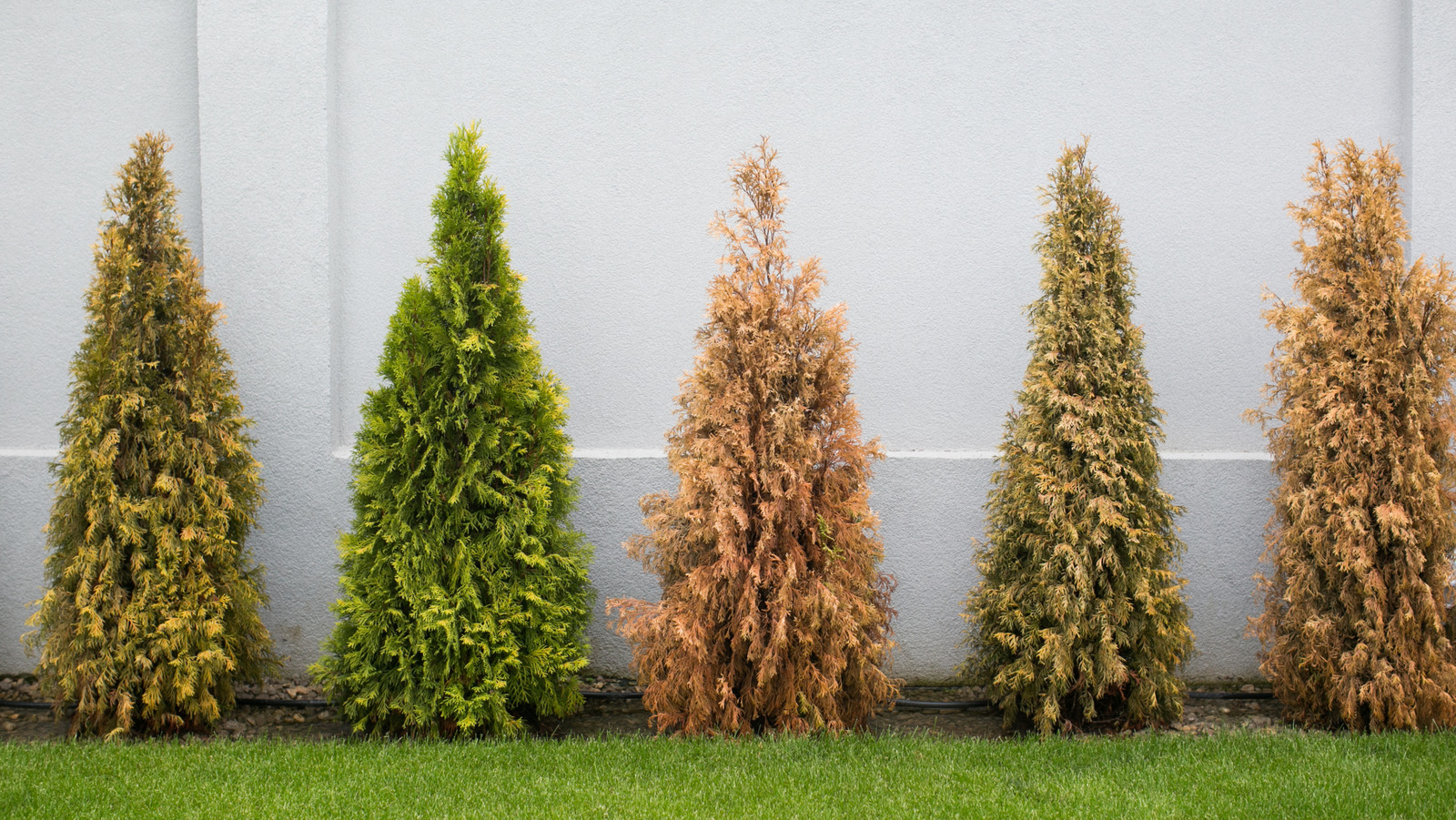 Ağacınızın yapraklarının en yaygın nedenleri kahverengi ve ölmek