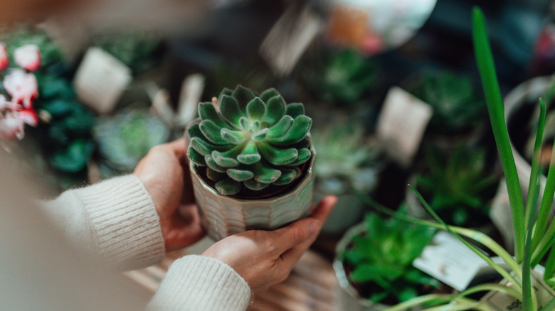 küçük saksı etli