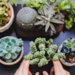 Bitki küreleri su sulu meyvelerinin iyi bir yolu mu?