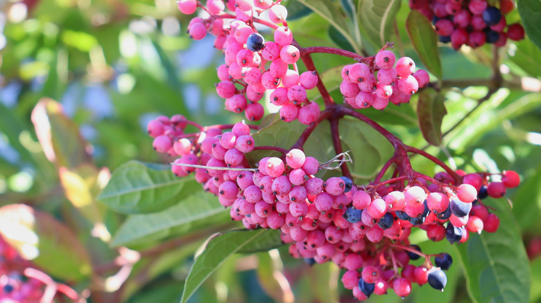 Bir Possum-Haw tesisinin olgun pembe meyvelerini kapatın