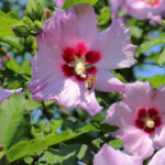 Sharon bitkilerinin gülü güzeldir, ancak bu ABD eyaletlerine asla dikilmemelidir