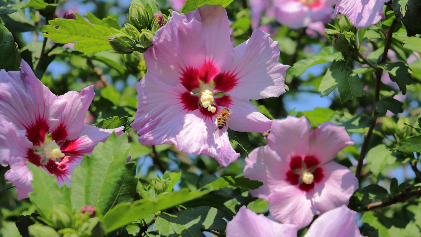 Sharon bitkilerinin gülü güzeldir, ancak bu ABD eyaletlerine asla dikilmemelidir
