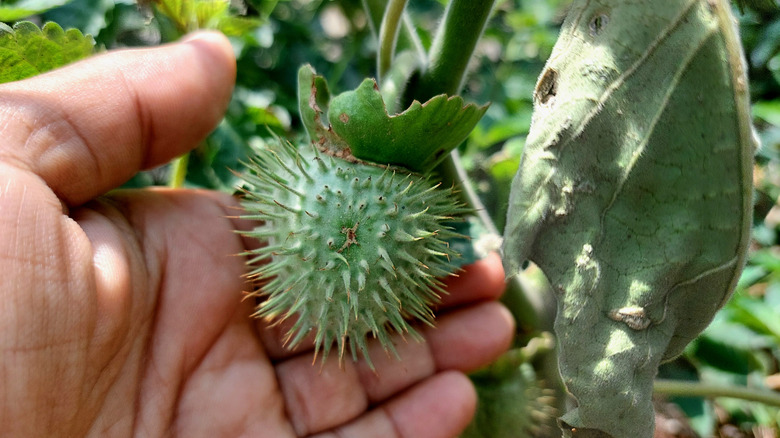 Jimsonweed'in yakın çekimi