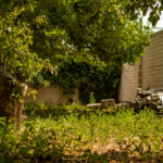 Çimlerindeki tek ot hemen çıkarmanız gerekir