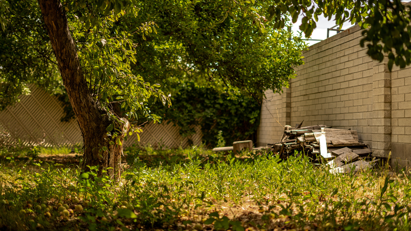 Çimlerindeki tek ot hemen çıkarmanız gerekir
